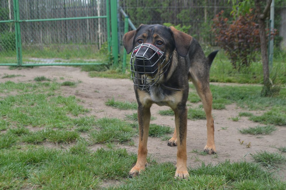 Na vycházkách a když se seznamuje s novými lidmi, musí mít Apollo košík