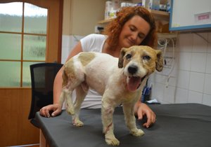 Artuš se zotavoval na této plzeňské veterinární klinice.
