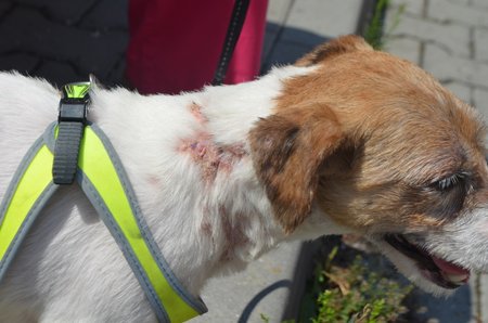 Na těle má stále ještě stopy po nekrozách, kůže se mu už ale hojí