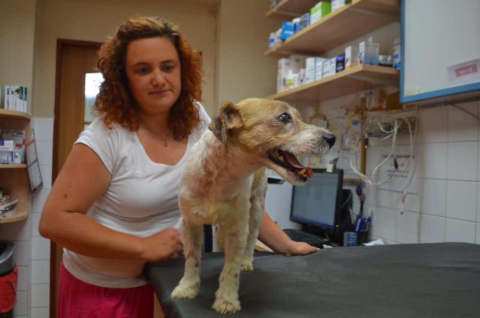 Artuš se zotavoval na této plzeňské veterinární klinice.