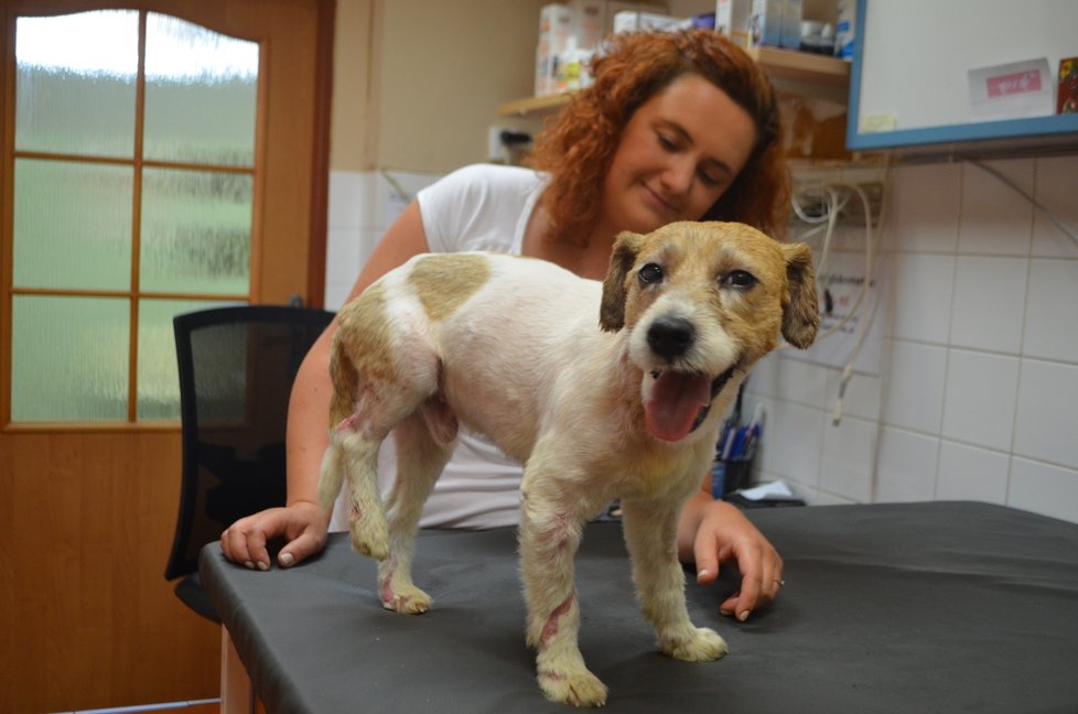 Artuš se teď zotavuje na této plzeňské veterinární klinice