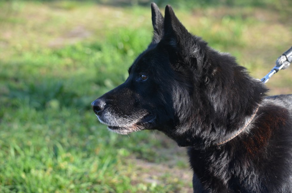 Asta je velmi hezká, o velké černé psy, jako je ona, ale není v útulcích moc zájem