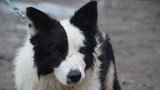 Smrt v otřesných bolestech: Pitva u uhynulého psa z Domažlicka potvrdila otravu