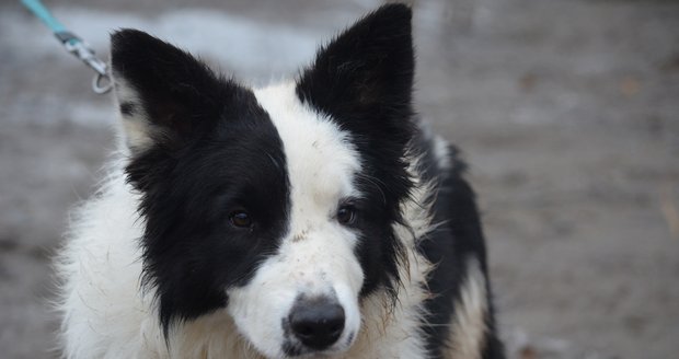 Smrt v otřesných bolestech: Pitva u uhynulého psa z Domažlicka potvrdila otravu