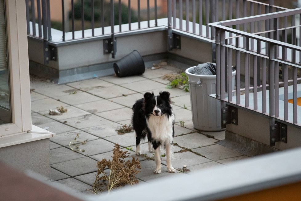 Pes byl na balkoně ještě i toto pondělí