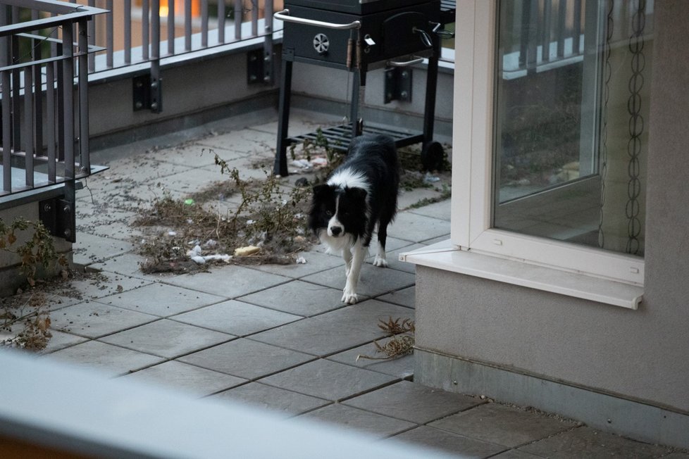 Pes byl na balkoně ještě i toto pondělí