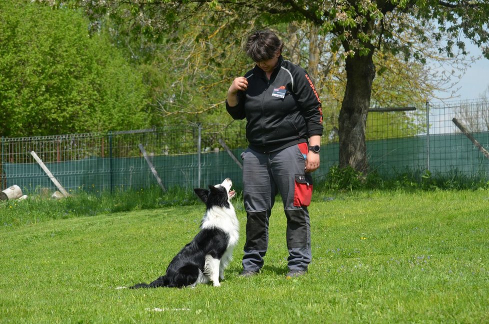 Jerry je velmi temperamentní, potřebuje hodně pohybu a vyžití