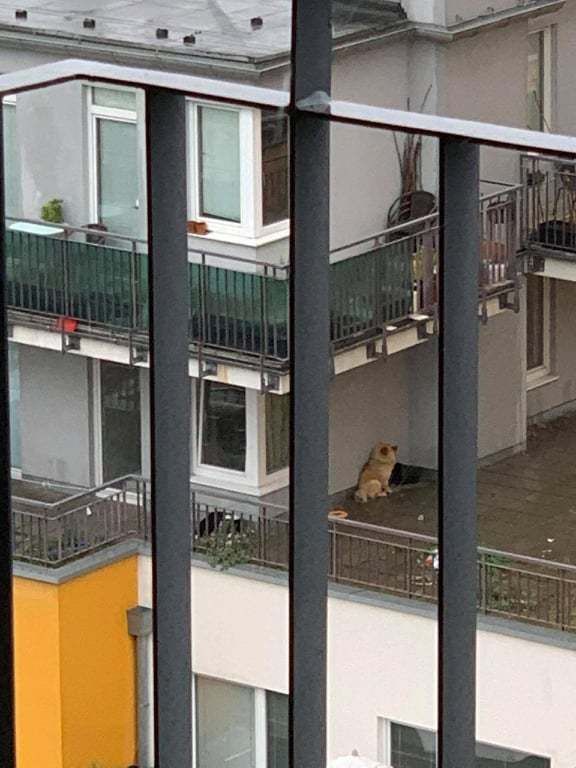 Původně byli na balkoně dva psi. Čau čau už je v bezpečí, mladík ho daroval spolku Dočasky De De