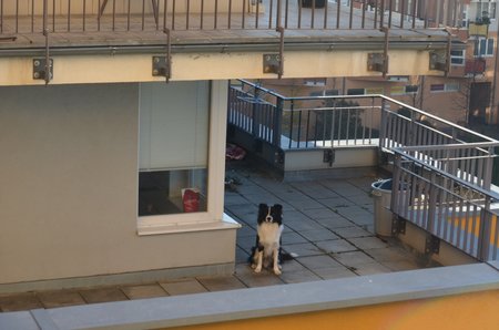 Pes na balkoně neměl pelíšek, deku ani přístřešek. Jeho jedinou zábavou bylo  sledovat, co se děje na balkonech okolních domů