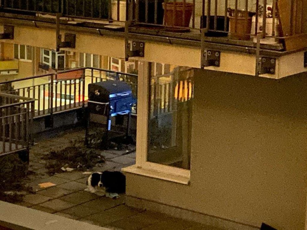 V den, kdy tato reportáž vznikala, vyfotili sousedé psa na balkóně už v sedm hodin ráno