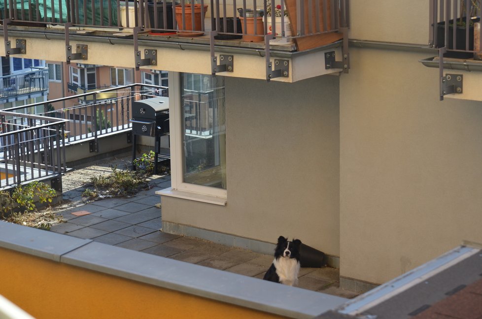 Pes na balkoně nemá pelíšek, deku ani přístřešek. Jeho jedinou zábavou je sledovat, co se děje na balkonech okolních domů