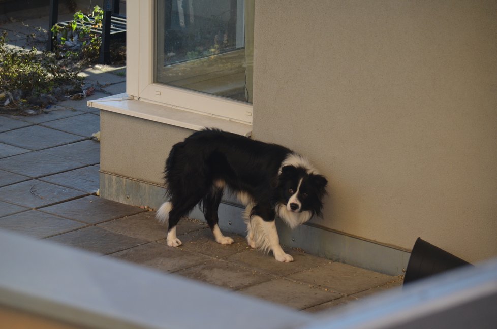 Pes na balkoně nemá pelíšek, deku ani přístřešek. Jeho jedinou zábavou je sledovat, co se děje na balkonech okolních domů