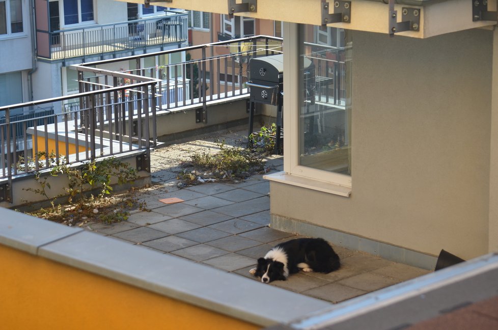 Pes i teď, v mrazech, leží na studené betonové dlažbě