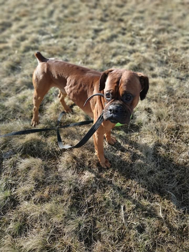 Spolek Pomoc německým boxerům zaplatil Bronovi výcvik