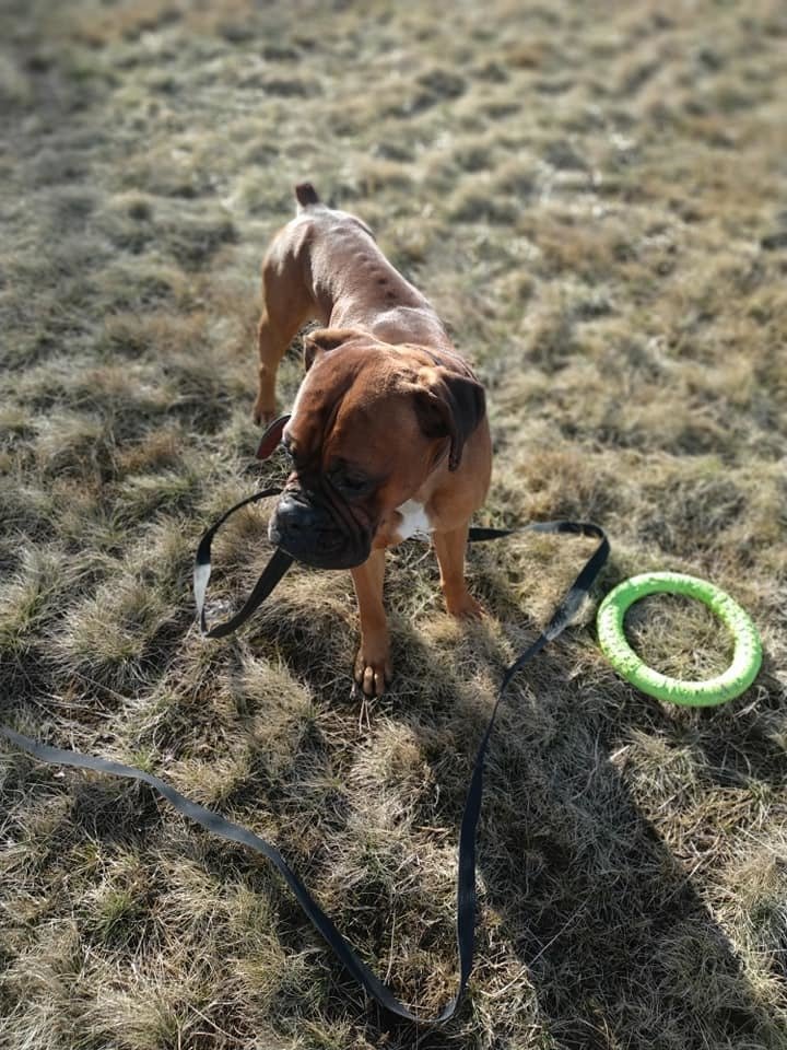 Spolek Pomoc německým boxerům zaplatil Bronovi výcvik