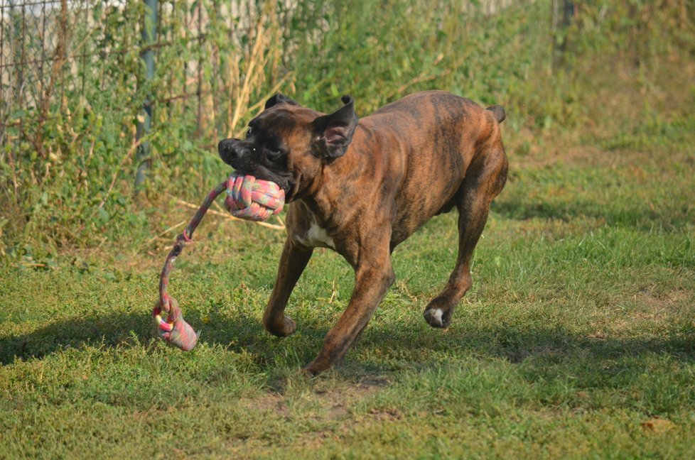 Jako každý boxer je Majk velmi temperamentní a hravý