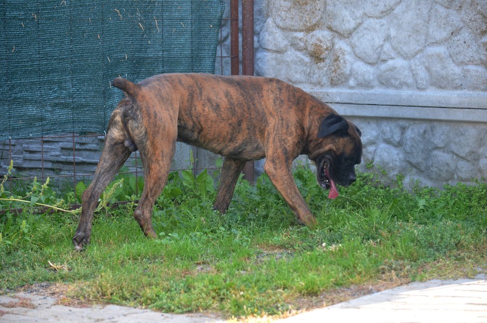 Jako každý boxer je Majk velmi temperamentní a hravý