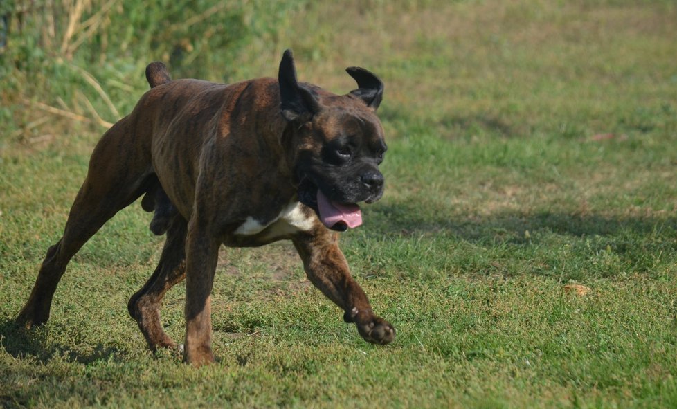 Jako každý boxer je Majk velmi temperamentní a hravý