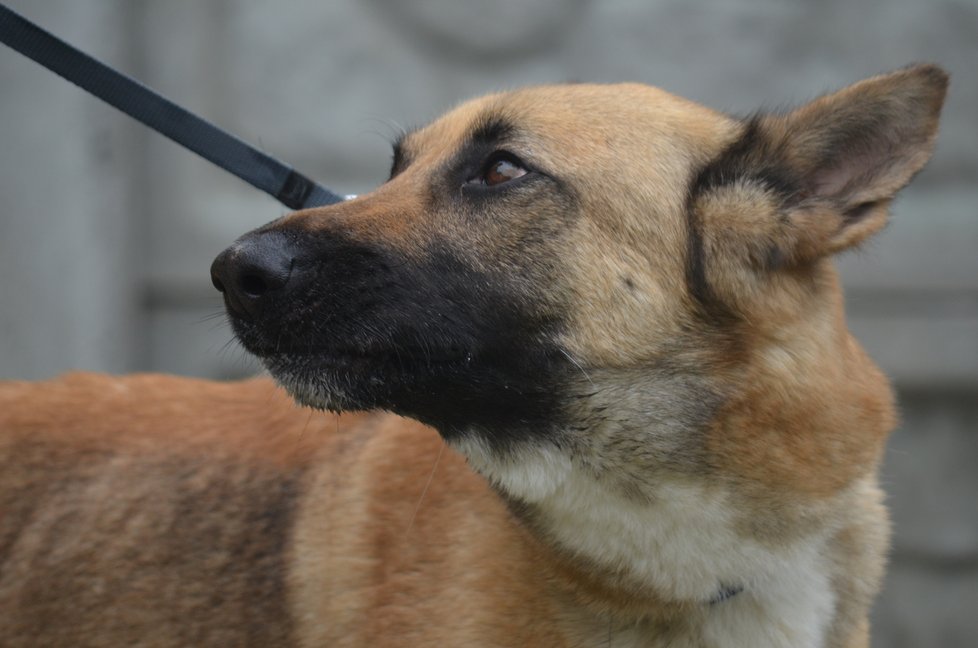 Na trápení, které jí způsobili bývalí majitelé, už fenka dávno zapomněla