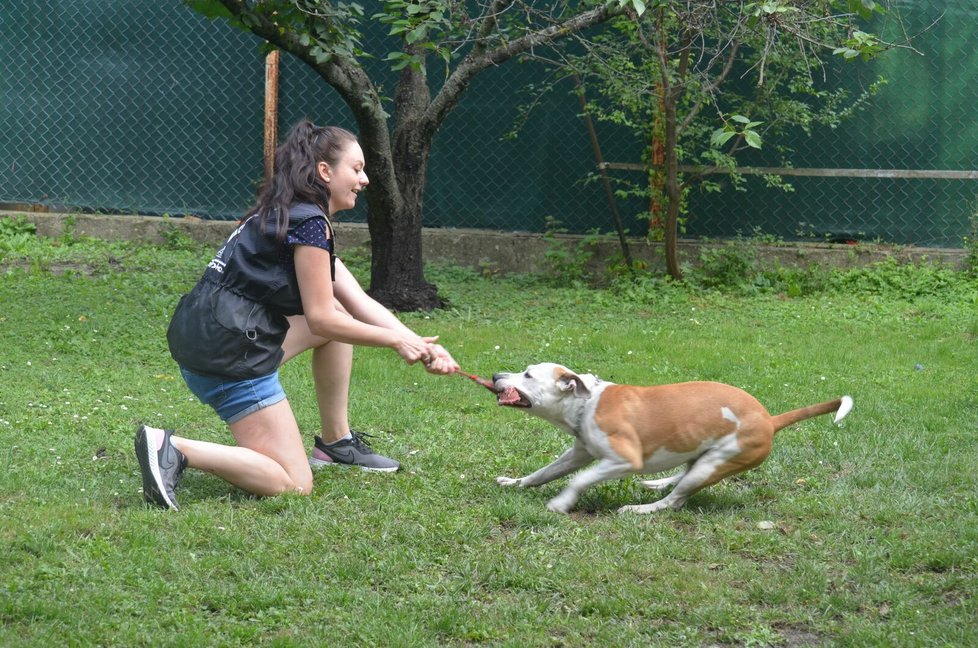 Coudy je silný a temperamentní, baví ho míčky i bull sporty.