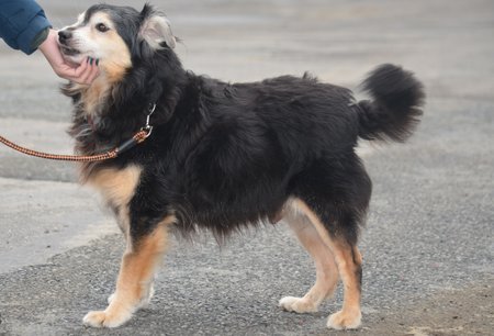 Filípek je psí senior, který by si zasloužil dožít v novém domově