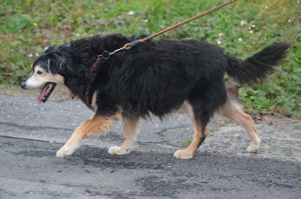 Filípek je psí senior, který by si zasloužil dožít v novém domově