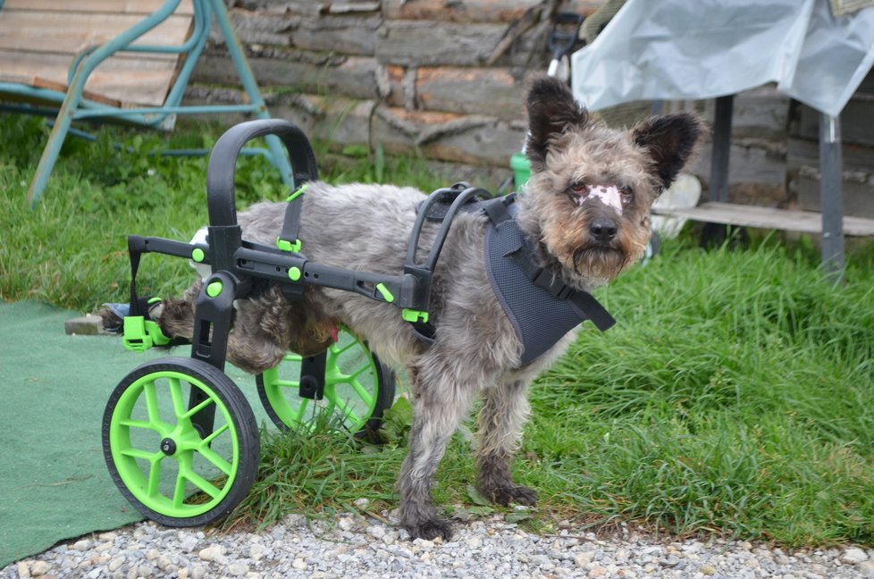 Od utajené dárkyně dostal Frankie nový vozíček, se kterým se pohybuje naprosto suverénně