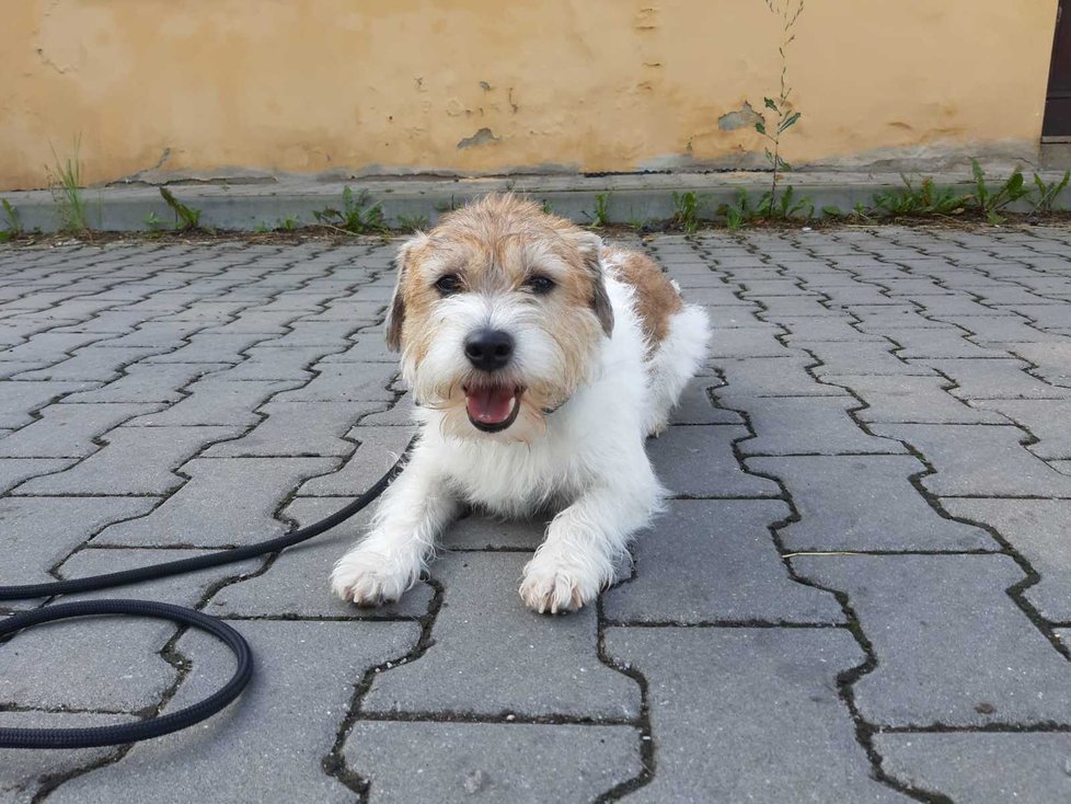 Stará zranění už na Artušovi nejsou vidět