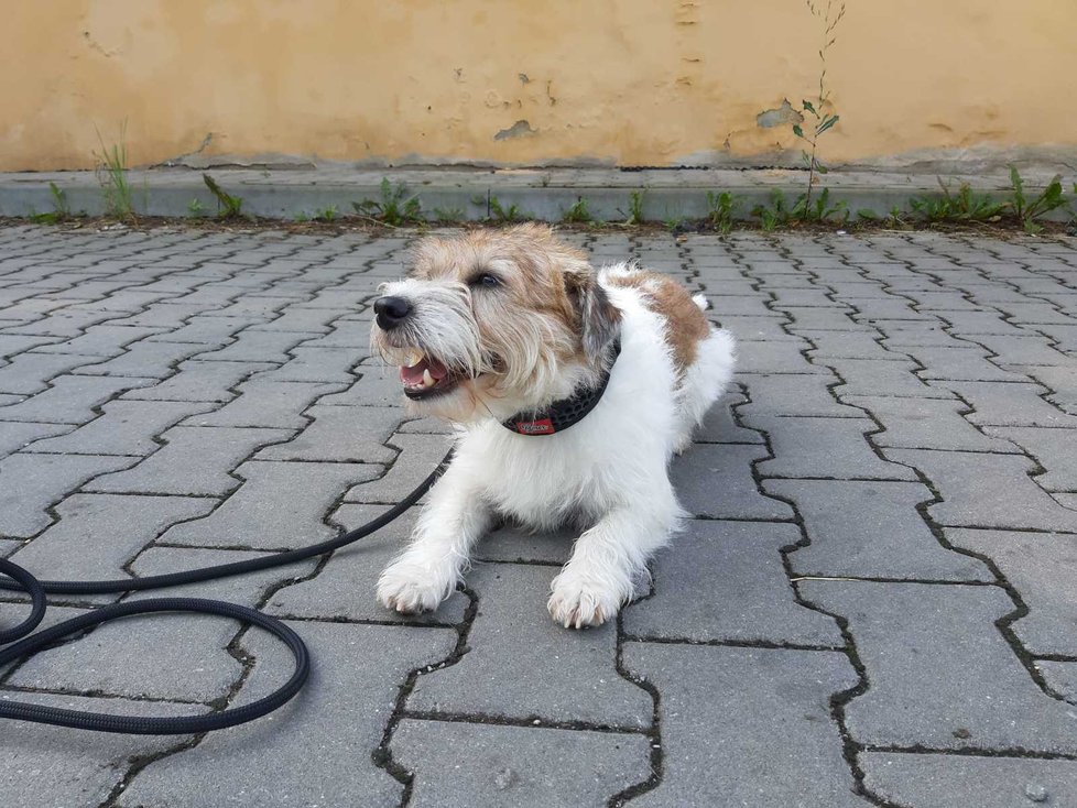 Stará zranění už na Artušovi nejsou vidět