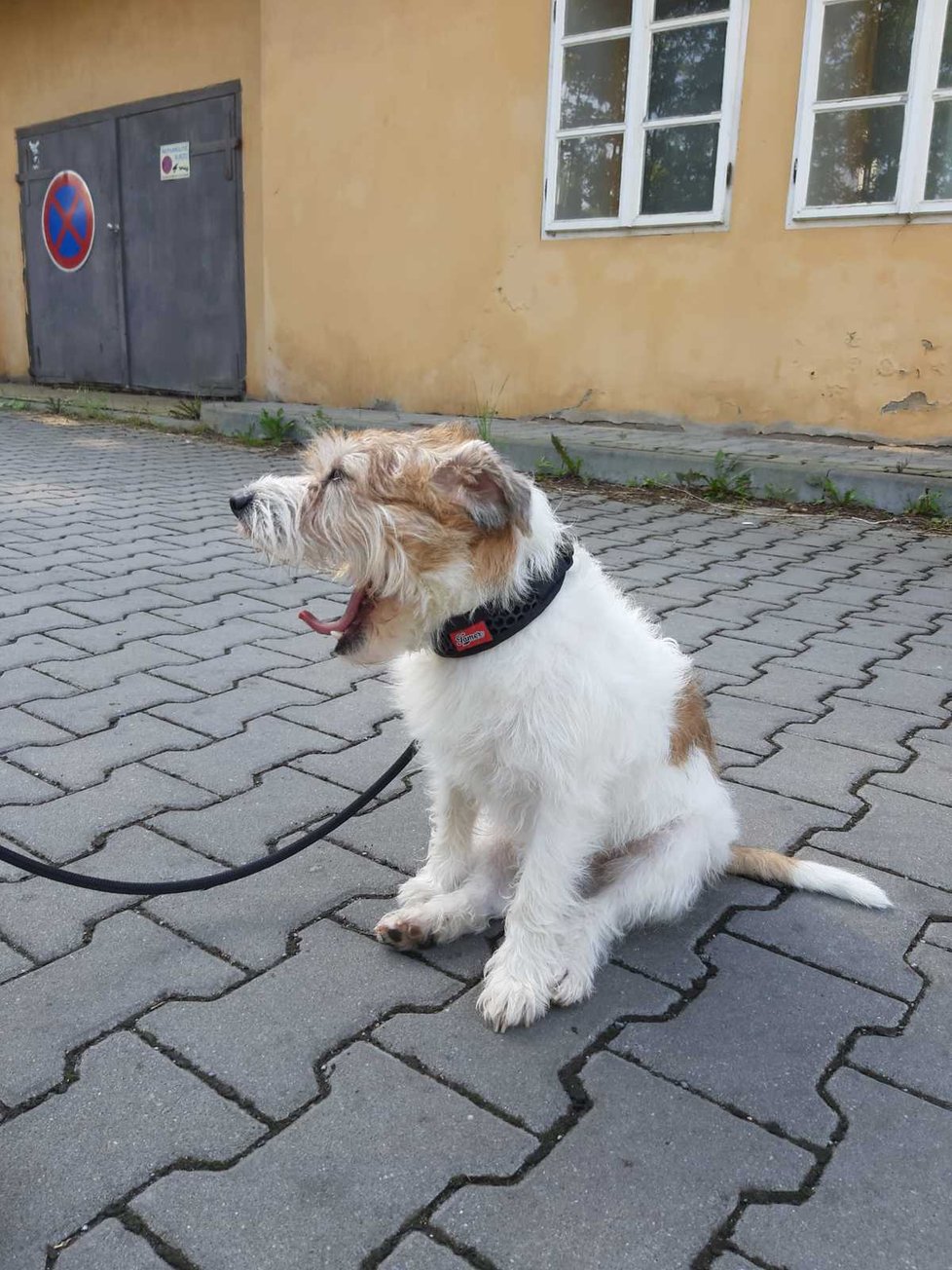 Stará zranění už na Artušovi nejsou vidět