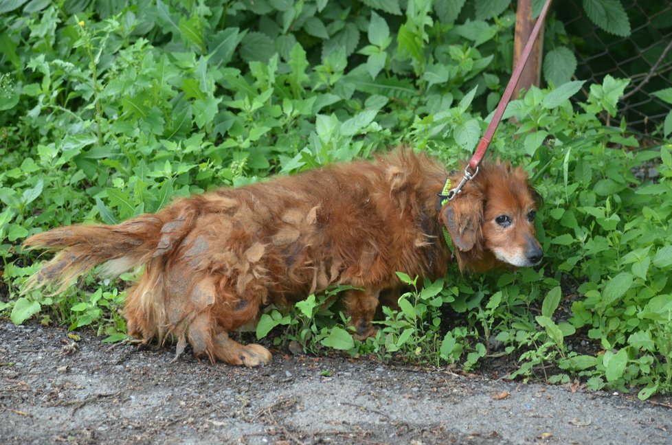 Marvy je už psí senior, na pohyb není náročný, stačí mu krátká procházka