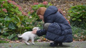 Šárka Kuželová adoptovala fenku od spolku Home4Pets, který část psů z množírny převzal do své péče