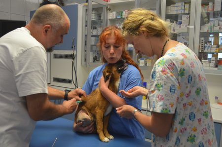 Kety teď dochází na kontroly na kliniku Live s veterináři Jiřímu Vomáčkovi, který ji operoval