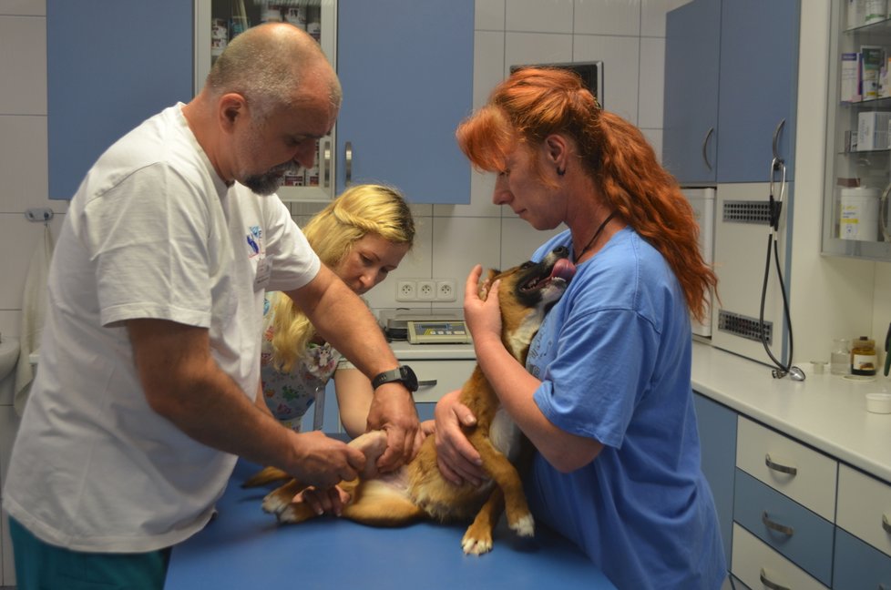 Kety teď dochází na kontroly na kliniku Live s veterináři Jiřímu Vomáčkovi, který ji operoval