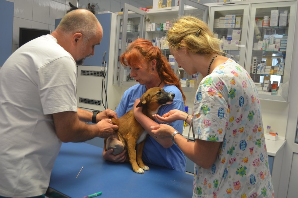 Kety teď dochází na kontroly na kliniku Live k veterináři Jiřímu Vomáčkovi, který ji operoval