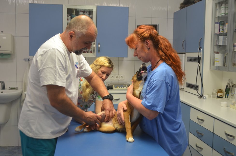 Kety teď dochází na kontroly na kliniku Live k veterináři Jiřímu Vomáčkovi, který ji operoval