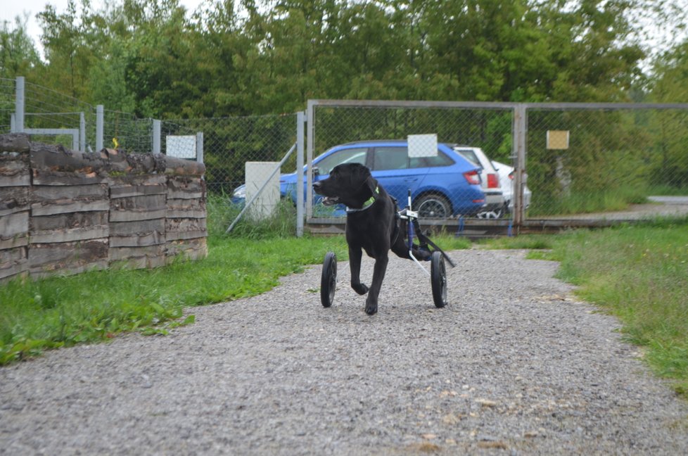 Svůj handicap Kim nevnímá, s vozíkem uhání tak, že mu málokdo stačí