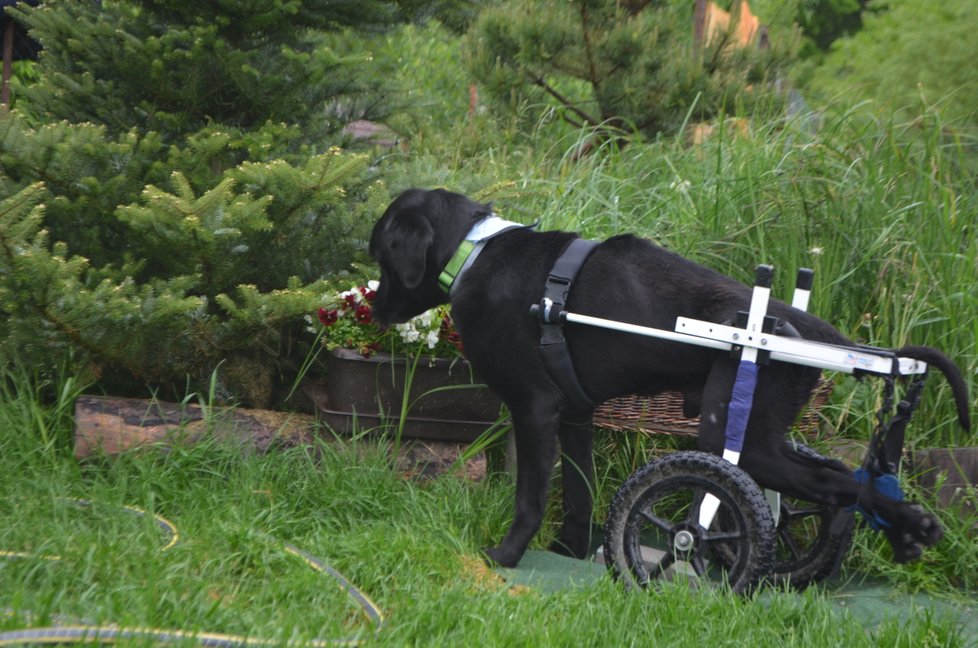 Svůj handicap Kim nevnímá, s vozíkem uhání tak, že mu málokdo stačí