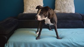 Díky chemoterapiím se Kira zcela uzdravila