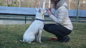 Tereza Krejzová chodí venčit Arona už rok