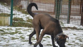 Buddy je mohutný kříženec údajně cane corso