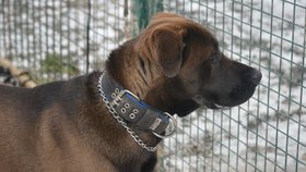 Buddy je mohutný kříženec údajně cane corso