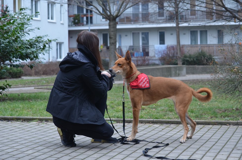 Původní majitelé výchovu Foxi zanedbali, proto s ní dočaskářka musí nyní pracovat a učit ji