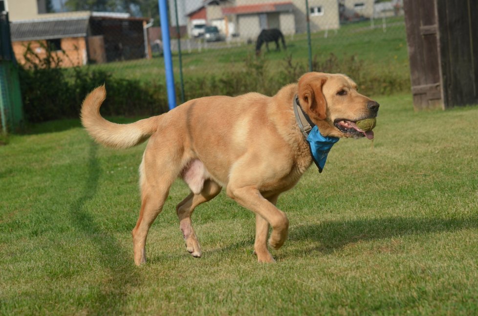 Jack je velmi aktivní, potřebuje hodně pohybu