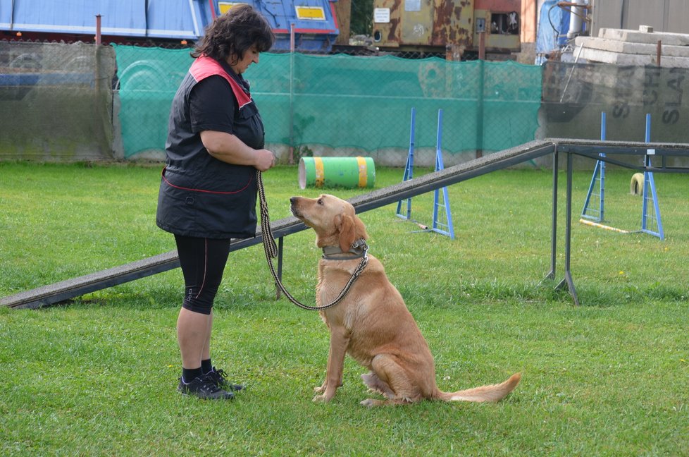 Jackovi se už léta věnuje cvičitelka Jiřina Forejtová, která ve Velké Dobré na Kladensku provozuje Psí školu