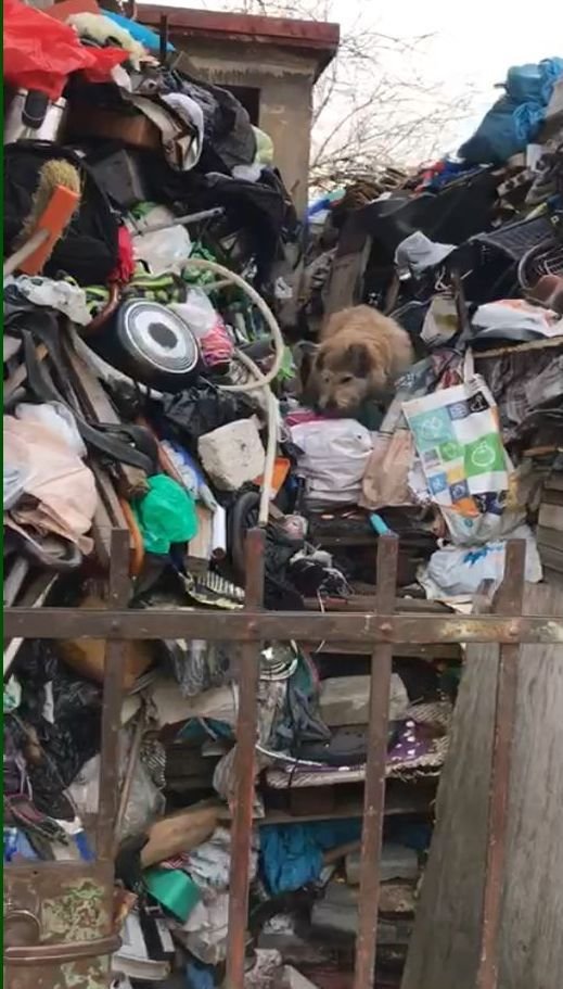Pes žil uprostřed odpadků, které muž hromadí u svého domu už řadu let.