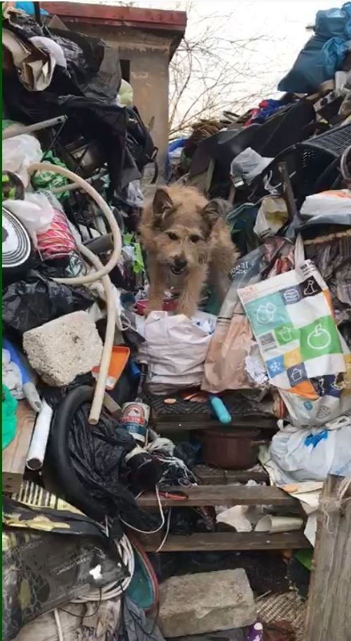 Pes se v odpadcích přehraboval