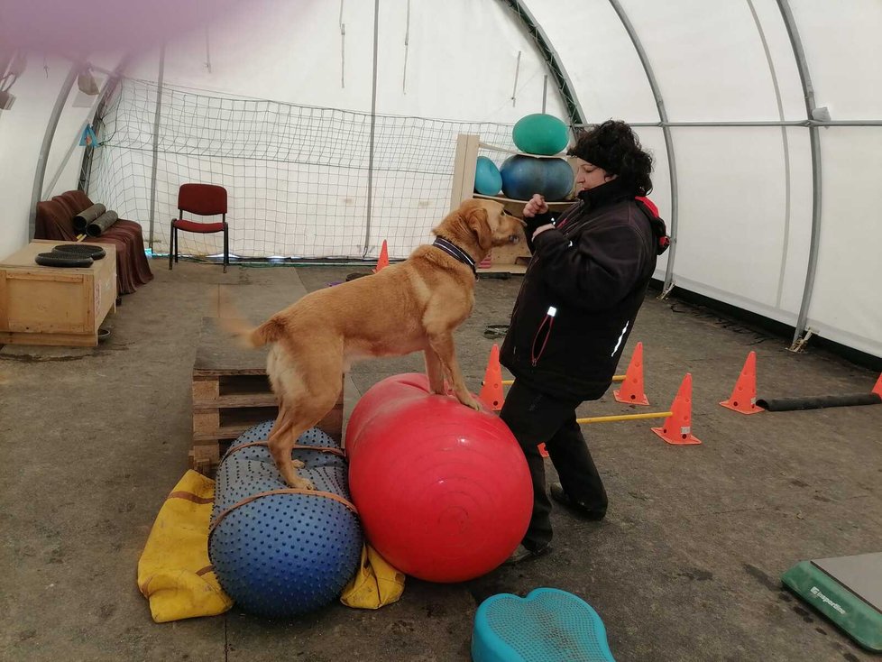 V Psí škole s Jackem stále pracují, snaží se ho zabavit