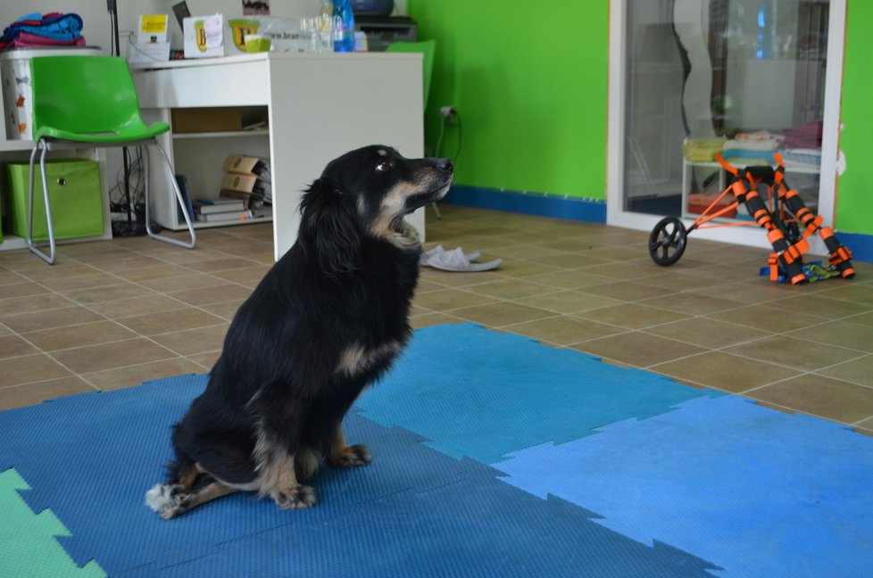 Miška je veselý, šťastný psík, který si svůj handicap neuvědomuje