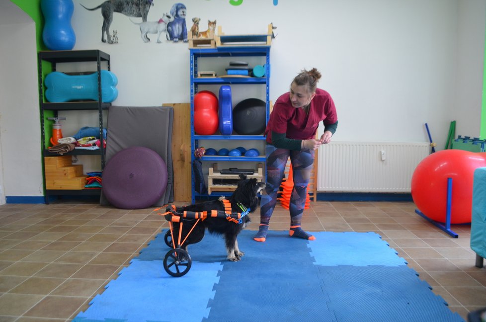 Miška se venku pohybuje na vozíčku, rychle si na něj zvykla, nahrazuje jí zadní nožky